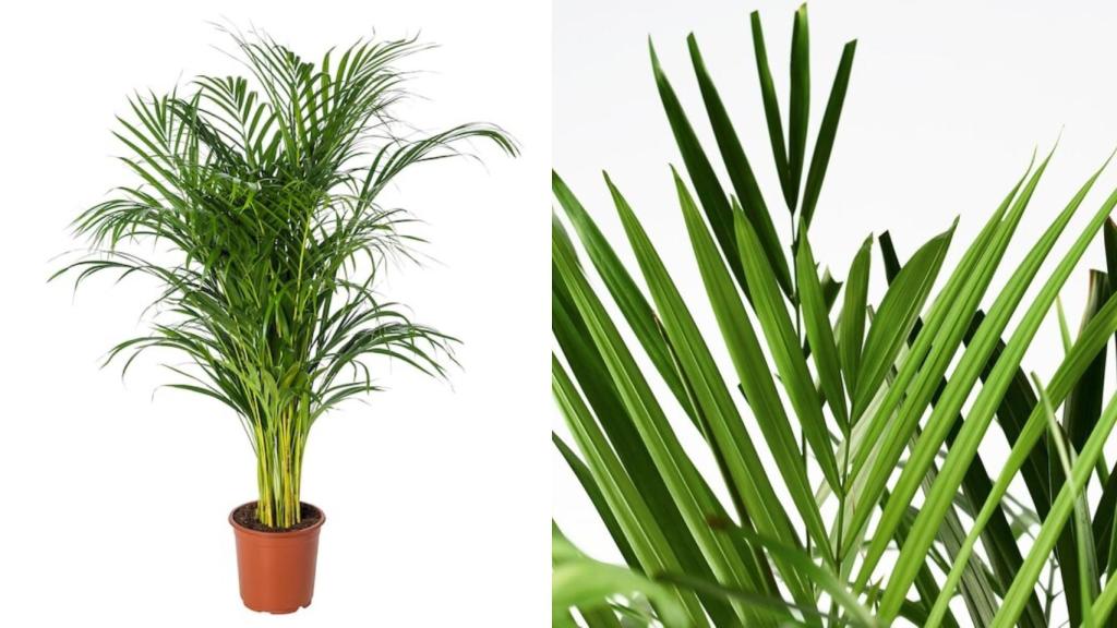 La planta de Ikea que humidifica el aire.