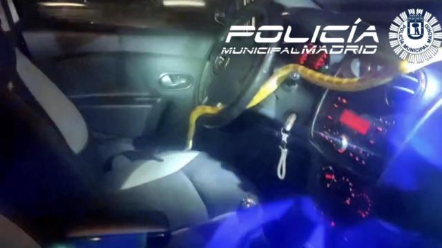 Una serpiente del maiz en el interior de un coche.