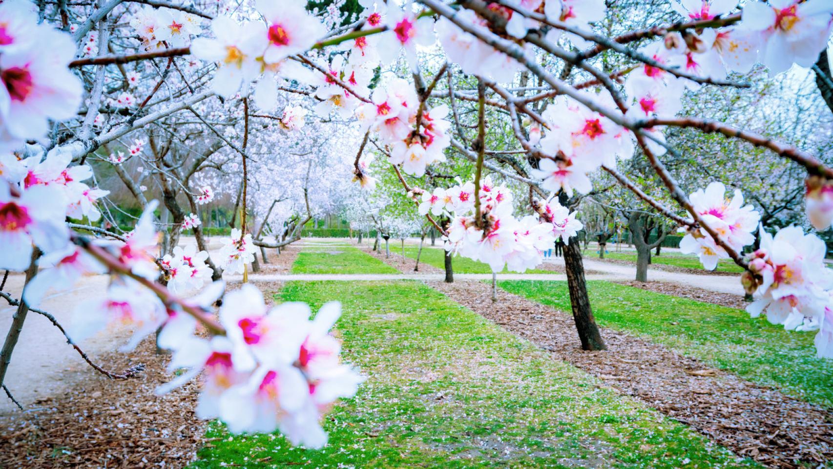 Almendros en flor en el Parque del Retiro de Madrid