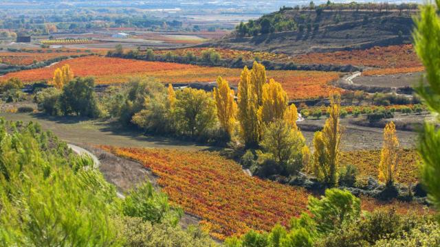 Viñas de Bodegas Ondarre