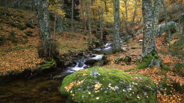 El sendero más bonito de Madrid: camina por un paisaje impresionante rodeado de abedules