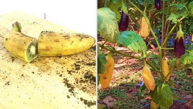 El sorprendente kiwi-plátano y el banano-berenjena. Capturas de los autores.