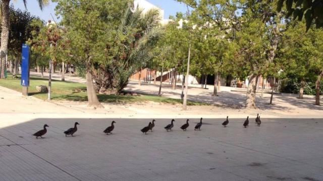 El video divulgativo sobre el ciclo del agua de la UA.
