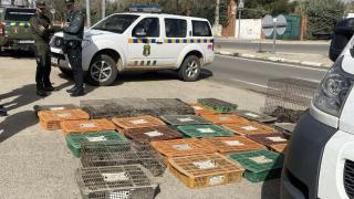 Cazan a un hombre en Toledo con más de 300 conejos salvajes vivos en un vehículo