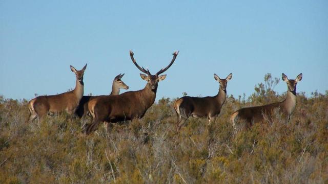 Ciervos en la Reserva de Caza Sierra de la Culebra