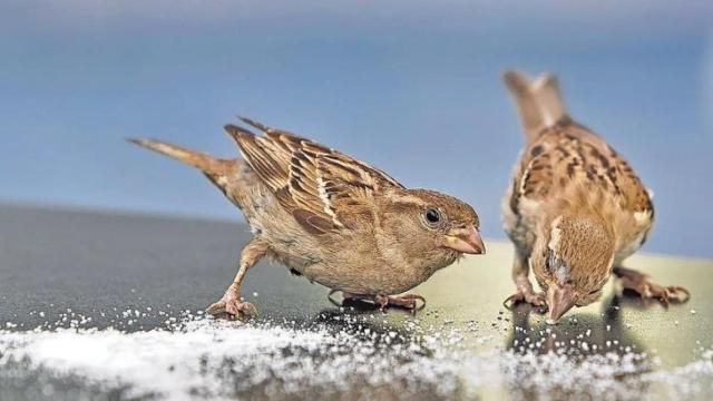 Dos ejemplares de gorrión común.