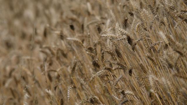 La UE impone por primera vez sanciones a los cereales de Rusia