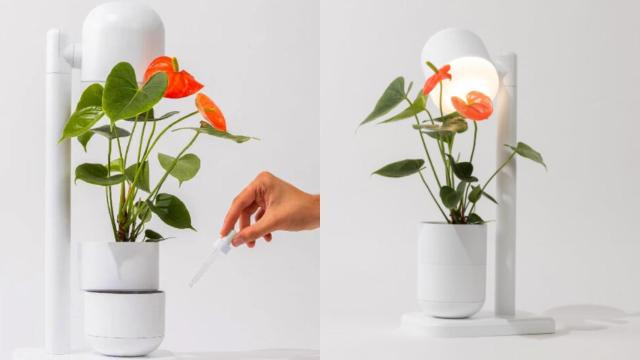 La lámpara de Moss.