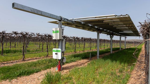 WineSolar de Iberdrola en Guadamur (Toledo). Foto: Javier Longobardo.