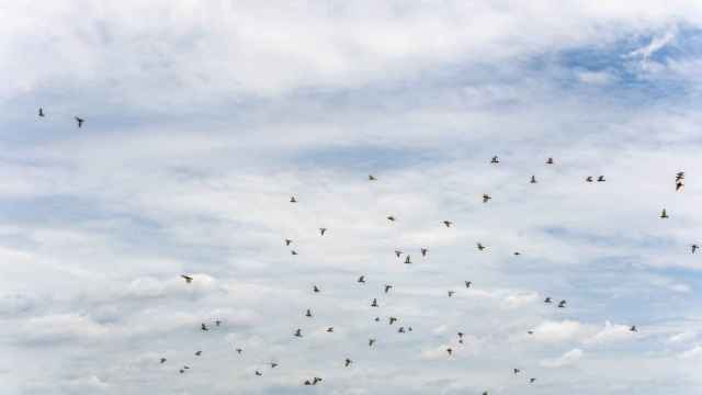 Abre este lunes en Pontevedra el plazo para la tercera ruta ornitológica ‘Voando nas Rías Baixas’