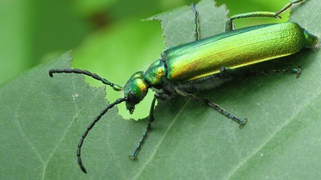 Lytta Vesicatoria o Cantárida medicinal.