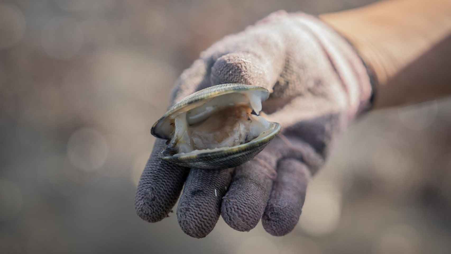 Marisqueo.