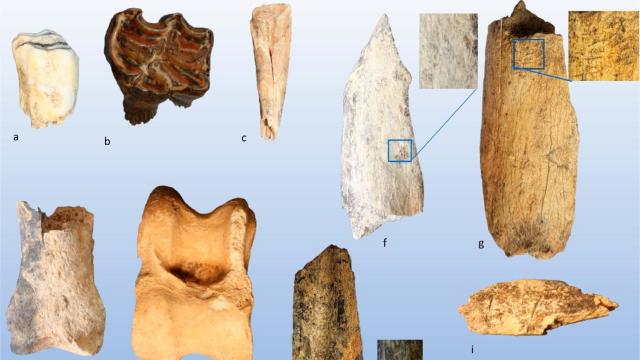 Restos de fauna hallados en Los Enebrales.