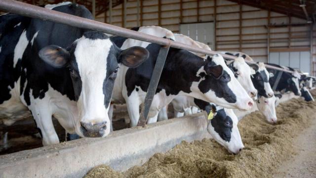 Vacas en una granja.