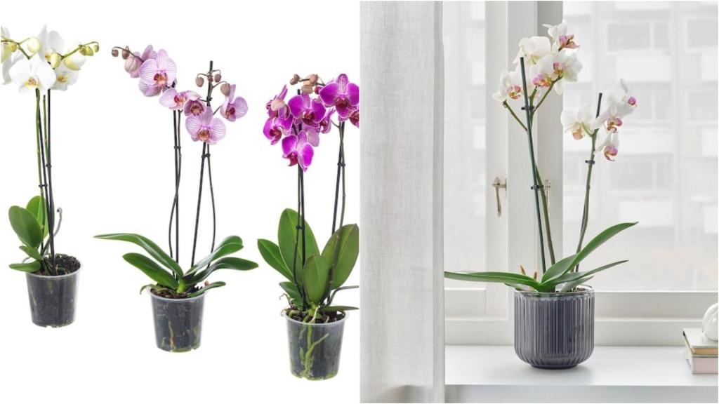 La planta phalaenopsis que arrasa en Ikea.