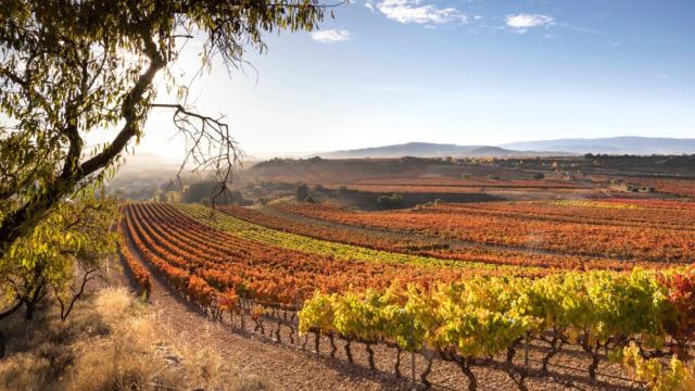 Viñedo Rioja Alta