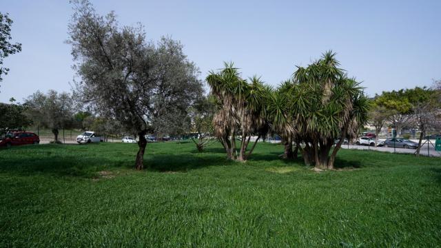 Imagen de la nueva pradera plantada en Málaga.