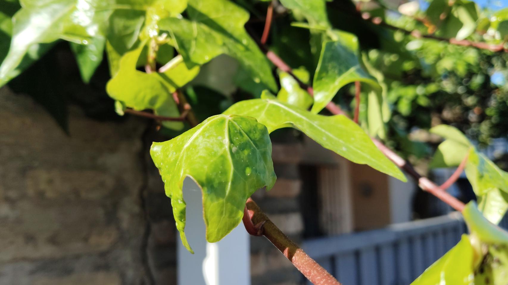 Probamos las cámaras del vivo V40 SE