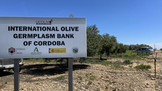 Entrada al banco de olivos.