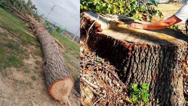 Uno de los pinos cortados en Milla de Tera, y el desaparecido roble centenario de Sagallos.