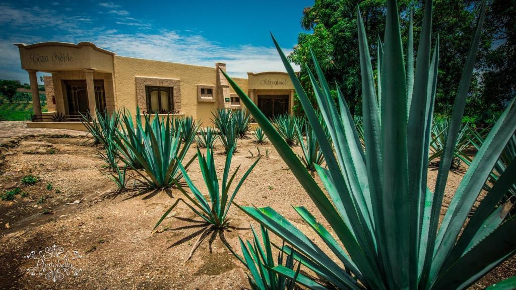 Agave azul, planta con la que se elabora el tequila
