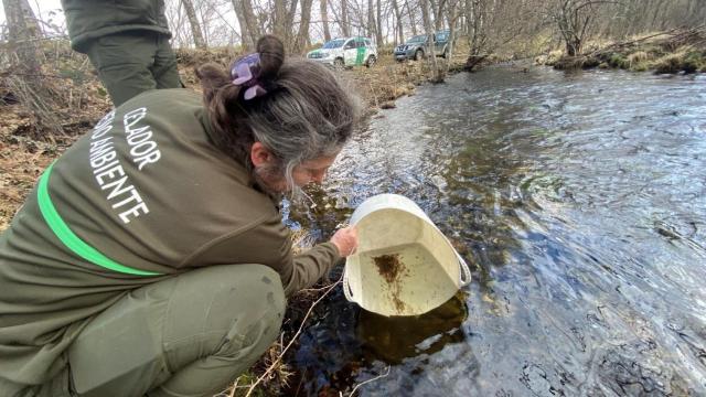 Suelta de alevines de trucha en Galende