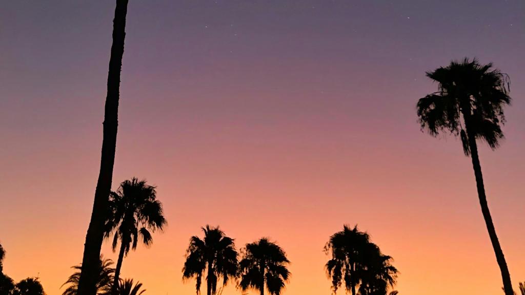 Unas palmeras en el atardecer, en una imagen de archivo.