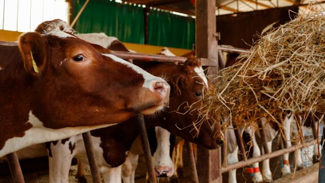 Una granja de vacas.
