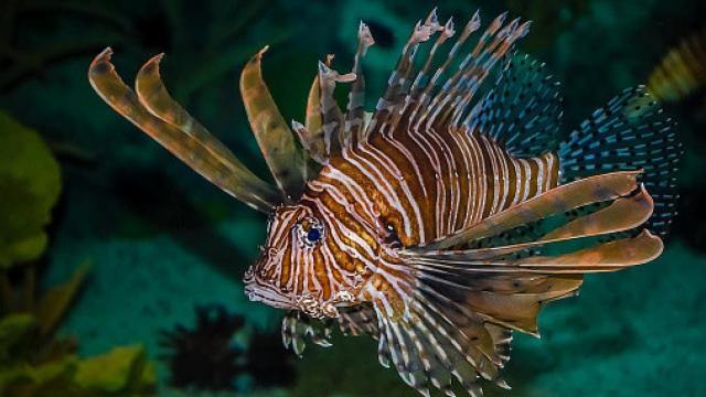 Imagen de archivo de un pez león.