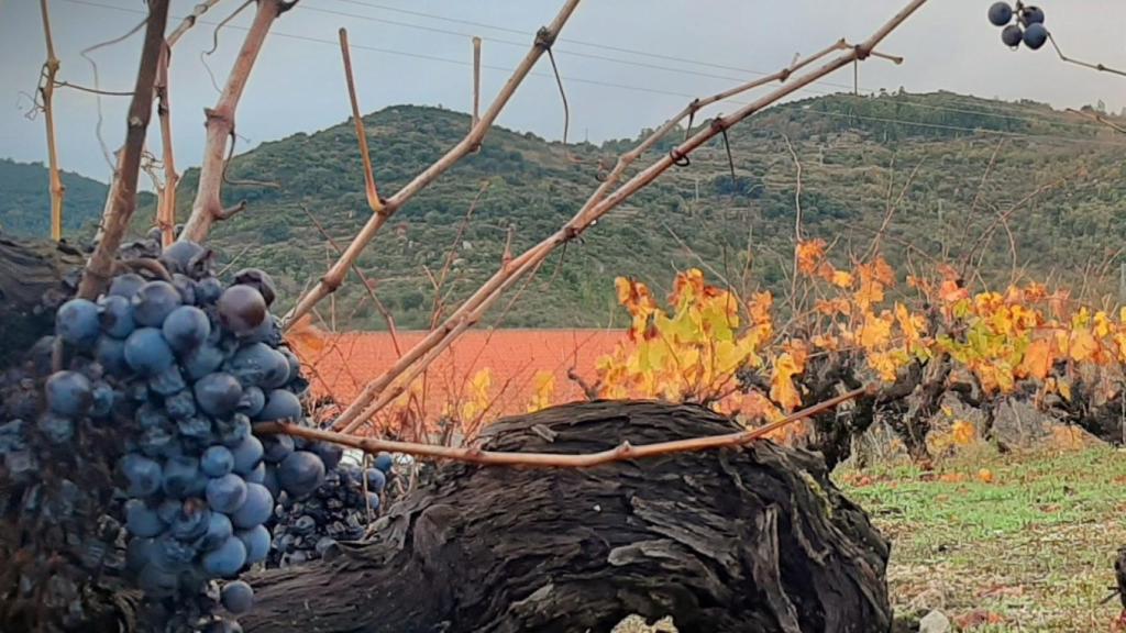 Viñas en San Esteban de la Sierra