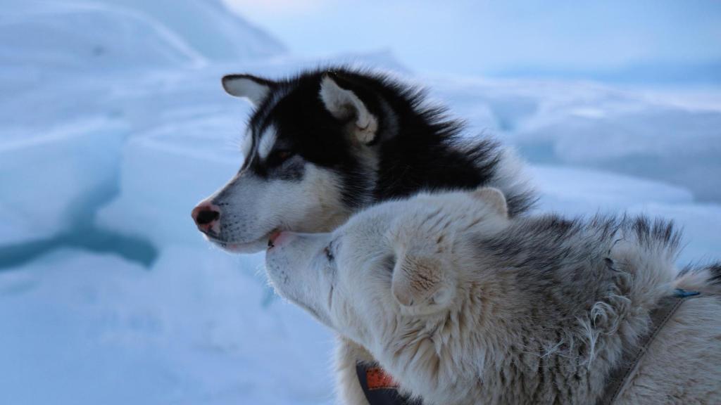 Una pareja de perros groenlandeses, fotografiados en una expedición anterior.