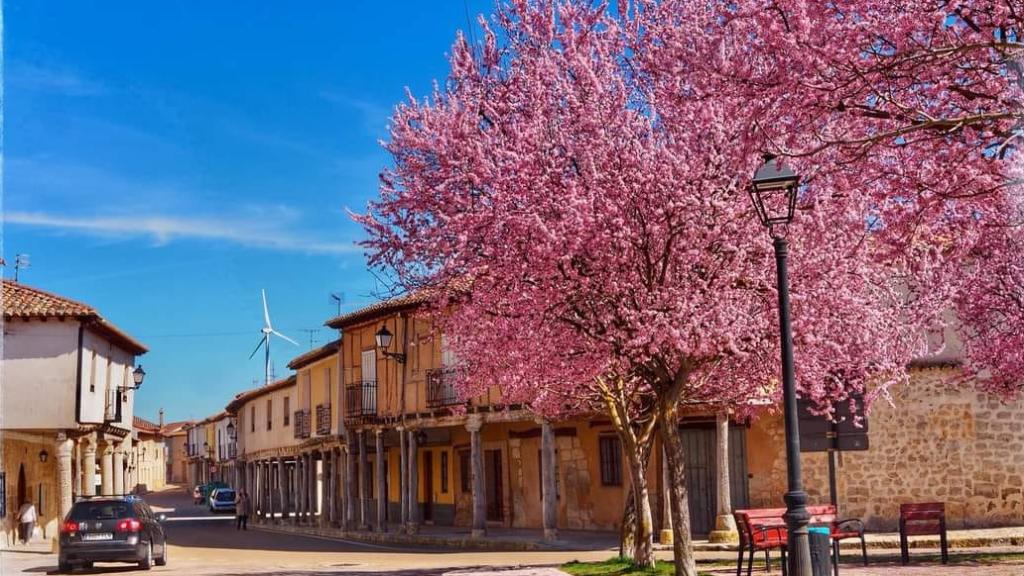 Una de las calles de Ampudia con un almendro en flor