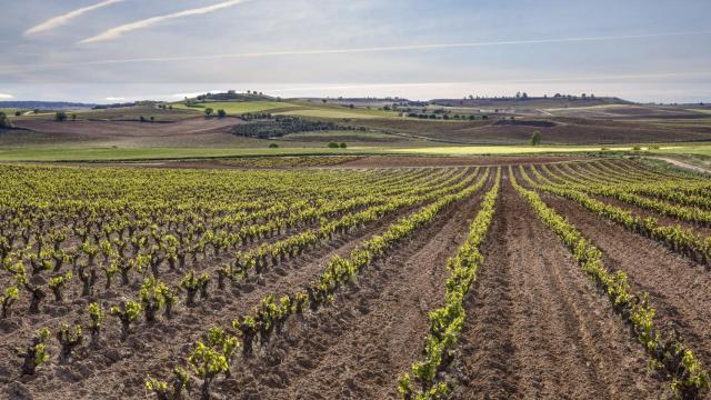 El pueblo donde el alto nivel de su materia prima solo da vinos de calidad