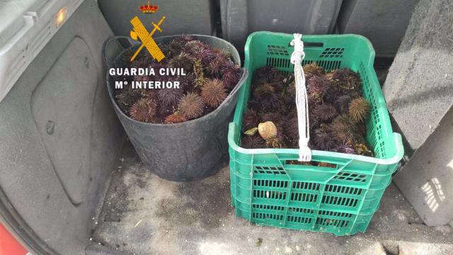 Erizos de mar capturados ilegalmente.