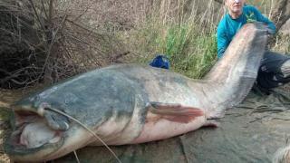 El siluro, el 'monstruo' de 120 kilos que amenaza con acabar con los cangrejos, patos y peces de los ríos