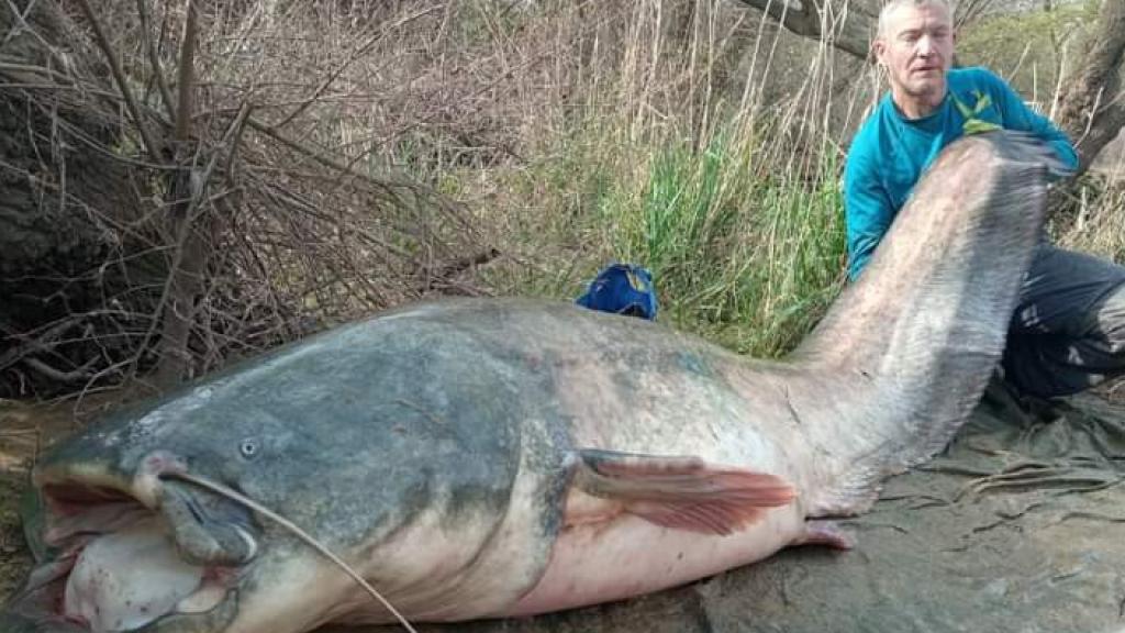 El siluro, el 'monstruo' que amenaza con acabar con los cangrejos, patos y peces de los ríos