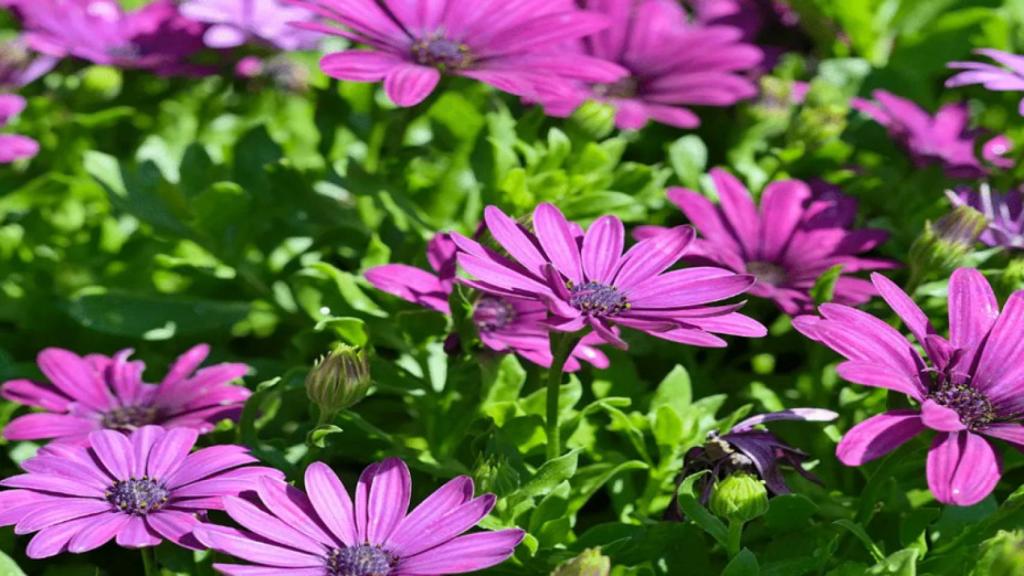 Margaritas africanas moradas.