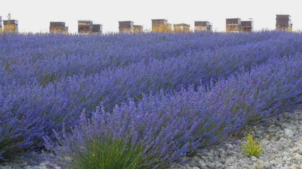 Una imagen de los campos de lavanda en Tiedra