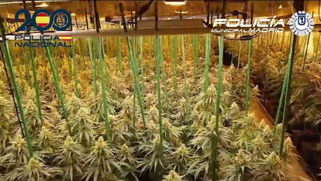 La plantación de marihuana intervenida este lunes en Villaverde.