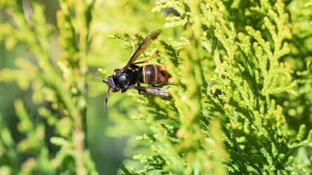 Son más grandes y tienen más cantidad de veneno que otras avispas.