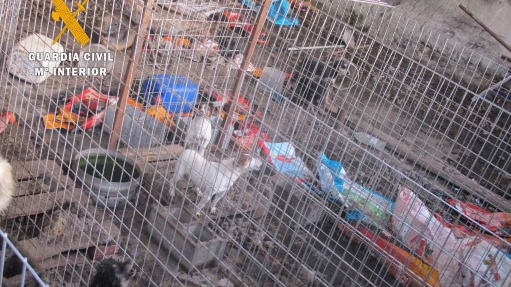 Zoológico de perros en Peñaparda