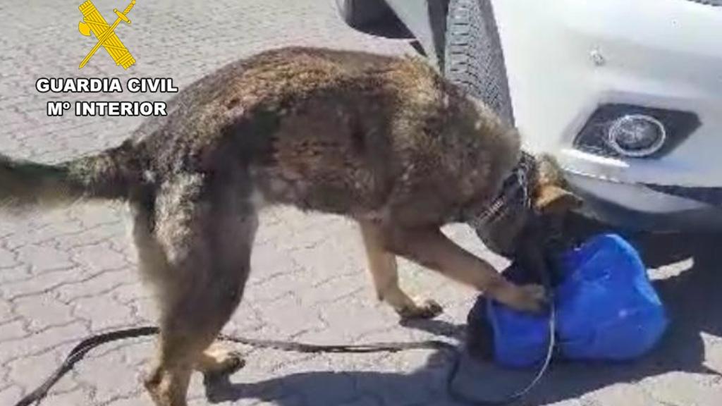 El perro de la Guardia Civil frente a la mochila del detenido en Burgos por tráfico de drogas