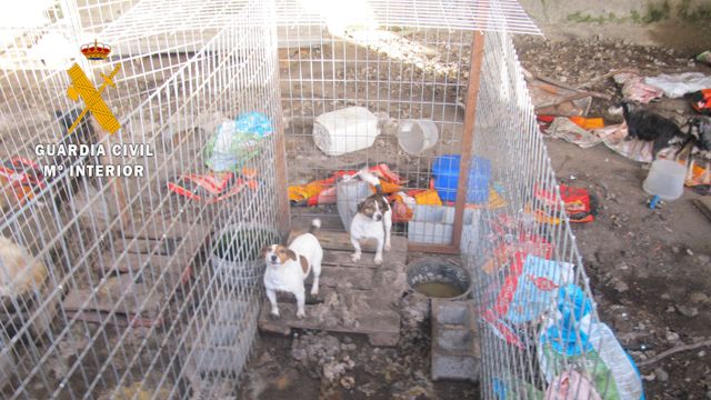Zoológico de perros sin las mínimas condiciones higiénico sanitarias en Peñaparda
