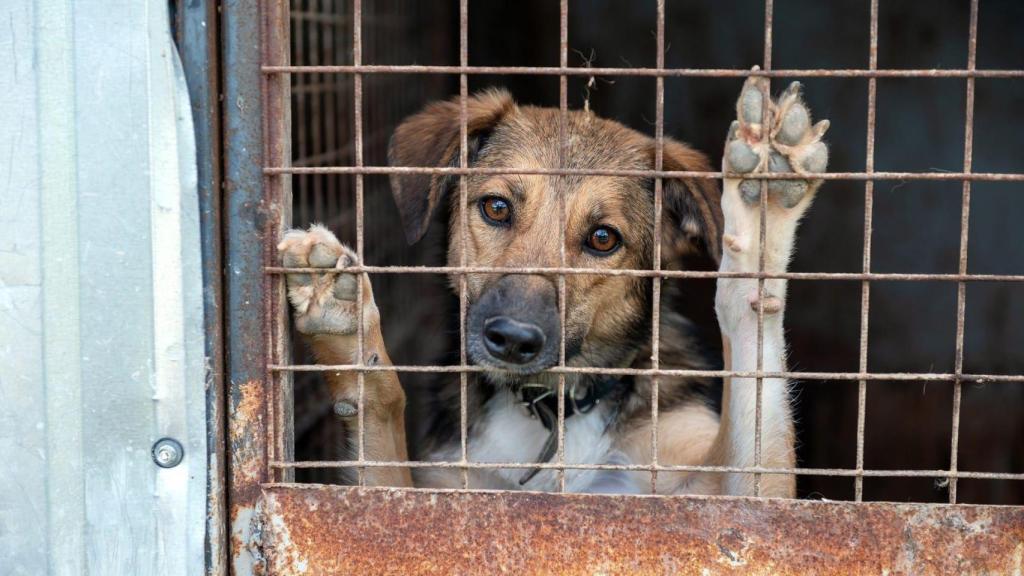 Un perro en un refugio de animales.