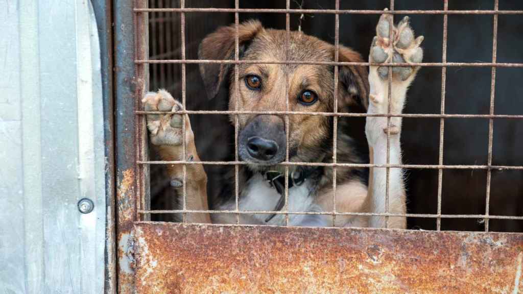 Un perro en un refugio de animales.
