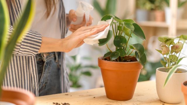 Una mujer cuida de su planta.