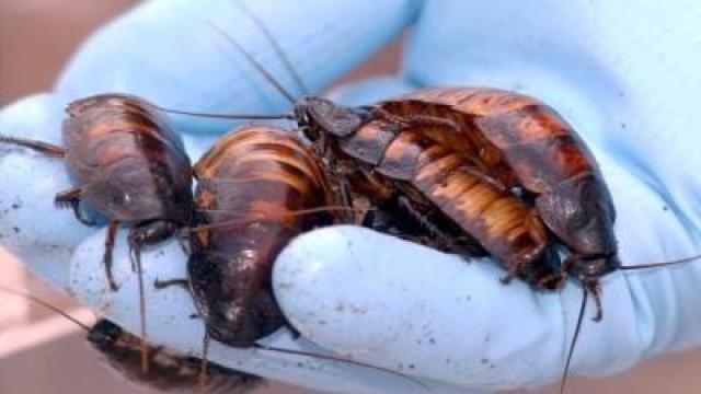 Imagen de archivo de cucarachas