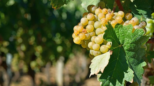 viñedo, uvas, galicia