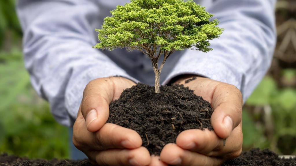 Una persona saca una planta de la tierra.