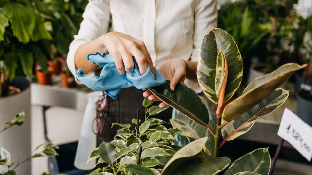 Mujer limpiando una planta.